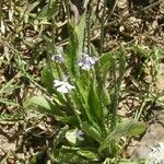 Elytraria imbricata Habit