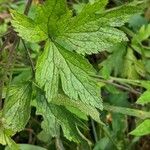 Anemone virginiana Leaf