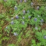 Lupinus texensis Агульны выгляд