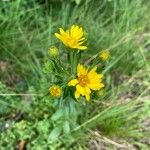 Chrysopsis mariana Flower