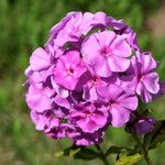 Phlox paniculata Kukka