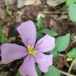 Heterotis rotundifoliaFleur