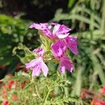 Pelargonium glutinosum