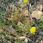 Helianthemum hirtum Habitus