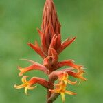 Dichromanthus cinnabarinus Fleur