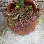 Kalanchoe manginii برگ