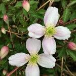 Clematis montana Blomst