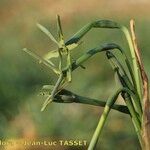 Narcissus viridiflorus 花