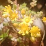 Aeonium lindleyi Kvet