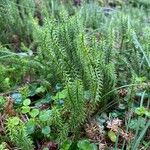 Lycopodium annotinum Foglia