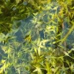 Lemna trisulca Hoja