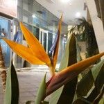 Strelitzia reginaeফুল