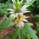 Monarda punctata Blomst