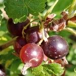 Ribes nigrum Плід