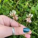 Trifolium repens Virág