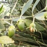Simmondsia chinensis Φρούτο
