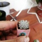 Mammillaria voburnensis Jani