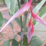 Heliconia collinsiana Flower