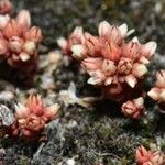 Sedum andegavense Λουλούδι