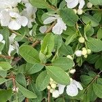 Exochorda racemosa Hoja