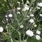 Silene latifoliaFlower