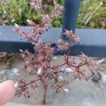 Campanula erinus Flower