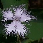 Dianthus hyssopifolius Květ