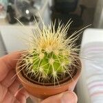 Echinocactus grusoniiLapas