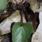 Viola septemloba Habitatea