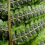 Dryopteris filix-mas फल