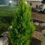 Cupressus macrocarpa 叶