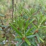 Ledum palustre Leaf