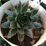 Sempervivum calcareum Blad