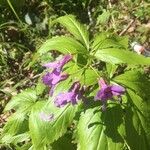 Cardamine pentaphyllos Квітка