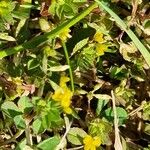 Trifolium micranthum Květ