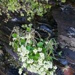 Cochlearia officinalis Habitatea