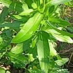 Serratula tinctoria Fuelha