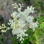 Filipendula ulmaria Cvet