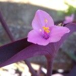 Tradescantia pallida Květ