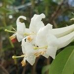 Rhododendron multinervium