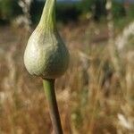Allium sphaerocephalon Floro