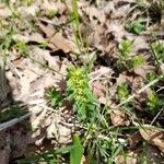 Cruciata glabra Hoja