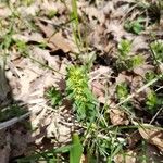 Cruciata glabra Blad