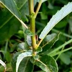 Salix myrsinifolia पत्ता