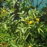Senna septemtrionalis Φύλλο