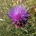 Cynara humilis Virág