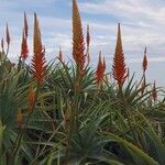 Aloe arborescens Fleur