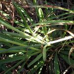 Marshallia caespitosa Habit