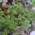 Alchemilla arvensis Лист