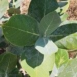 Calotropis procera पत्ता